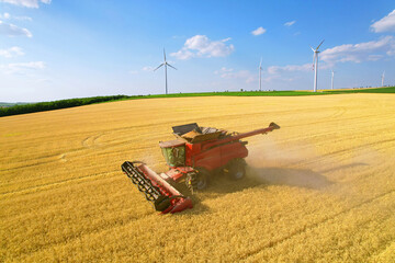 Aerial view of Combine which harvester harvests wheat at sunny day. Agricultural concept.Field...