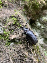 beetle on the ground