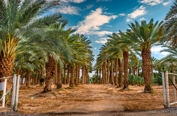 Plantation of date palms for healthy food production. Date palm is iconic ancient plant and famous food crop in the Middle East and North Africa, it has been cultivated for 5000 years - 763449641