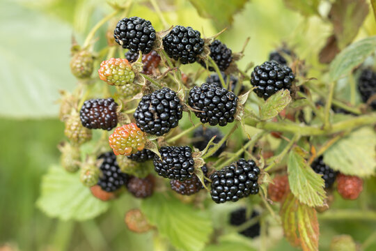 ripe and unripe blackberries on bushes with selective focus. A bouquet of berries.Natural background