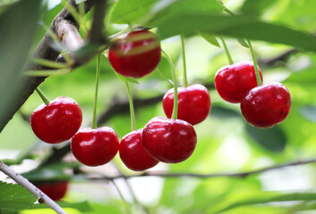 Cherry fruits ripen on a tree branch