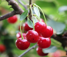 Cherry fruits ripen on a tree branch