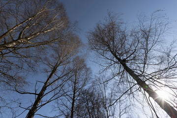 leafless deciduous trees in the spring season