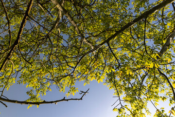 yellow-green walnut foliage in a fruit garden