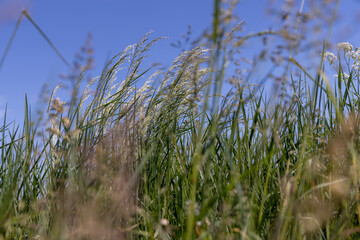 green grass in sunny weather in the field