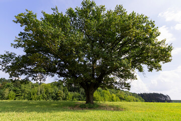 Fototapeta premium a beautiful powerful oak with green foliage in sunny weather in summer