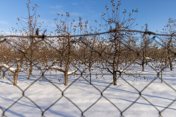 apple orchard in winter in the snow