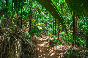 Dirt path in a tropical jungle - 763454600