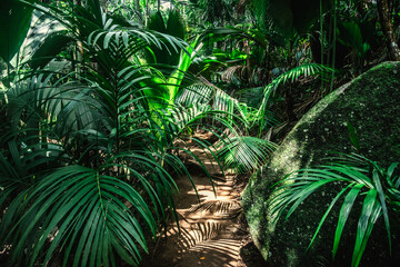 Path in the jungle surrounded by thick vegetation - 763454660