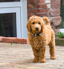 a very cute light brown poodle puppy
