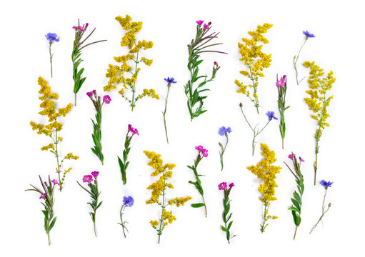 Summer wildflowers: blue flowers Cornflower, yellow Galium verum, pink Epilobium, on a white background with space for text. Top view, flat lay