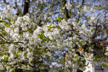 spring garden with cherry blossoms in sunny weather