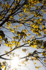 Fototapeta premium green foliage on a maple tree in spring bloom