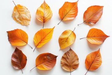 Obraz premium Dry yellow and orange leaves on white background, top view