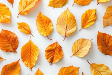 Dry yellow and orange leaves on white background, top view