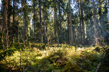 autumn forest in the morning