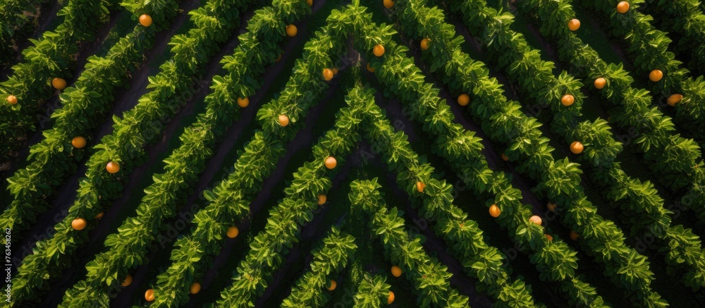 Poster Aerial view of orange field with trees in background