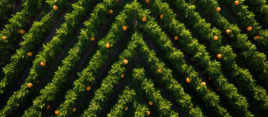 Fototapeta premium Aerial view of orange field with trees in background