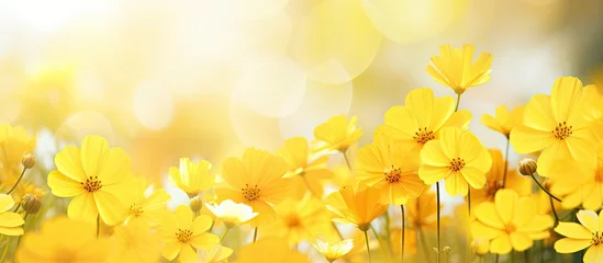 Tuinposter Sunlight filtering through vibrant yellow flowers in a meadow © Ilgun