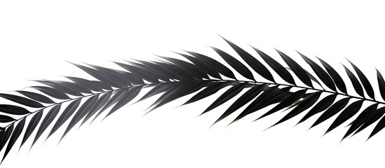 Obraz premium Close-up of palm leaf on white backdrop