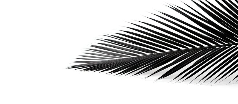 Arafed palm leaf with monochrome photo on white background