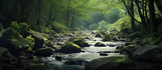 A tranquil river flowing through a dense woodland
