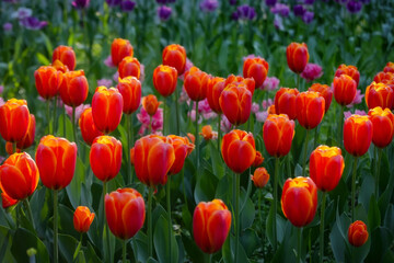 Background of tulips. Background of flowers. Orange tulips. Soft focus