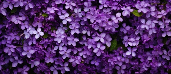 Purple flowers pattern on black background