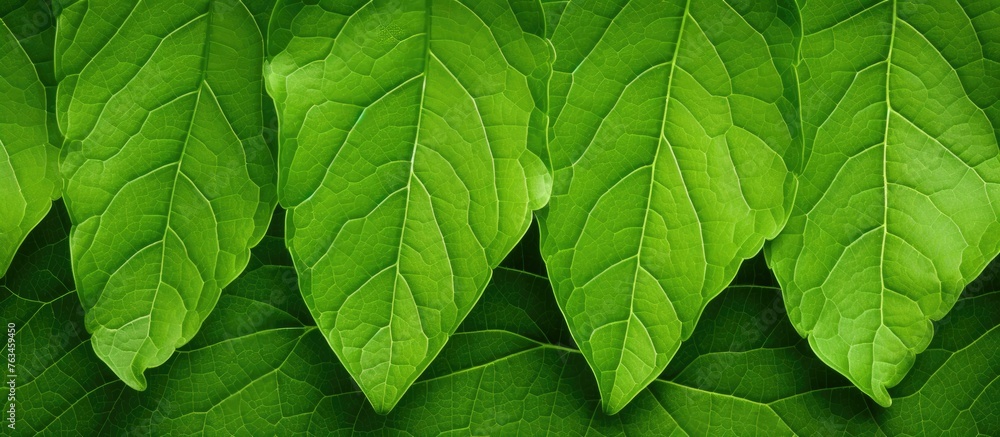 Sticker A bunch of green leaves close-up on a table