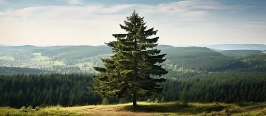 Tuinposter Lonely tree standing on hill overlooking valley © Ilgun