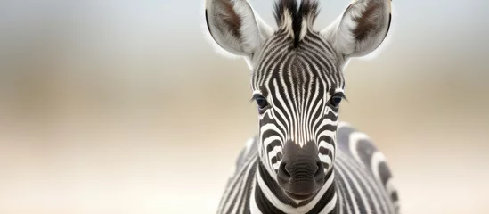 Fotobehang Young zebra staring directly at viewer in front of hazy background © Ilgun