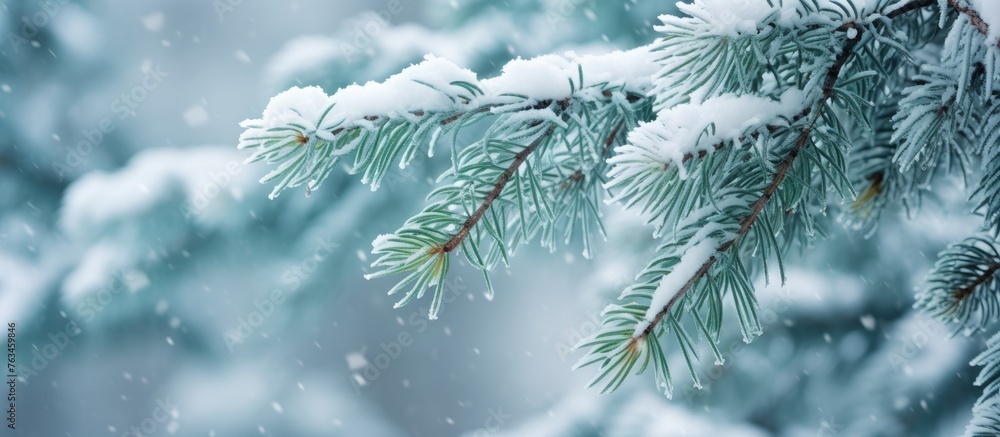 Canvas Prints A snow-covered pine tree branch