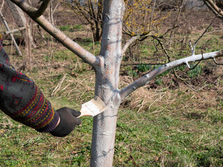 Whitening of a fruit tree with a mixture of lime. Gardening. Spring garden care.