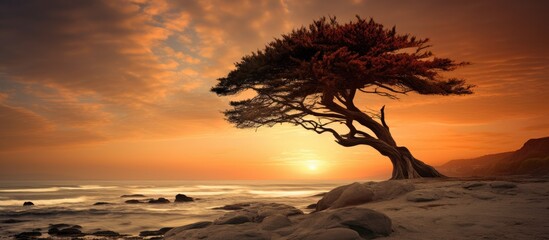 A lone tree standing on the beach during a sunset