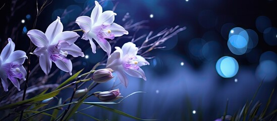 Purple flowers and blue lights with moon orchid in blur background