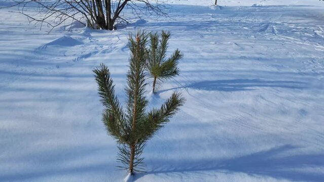2 small pine trees in the wind