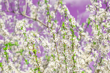 Spring with Blooming flowers on tree branches with purple background