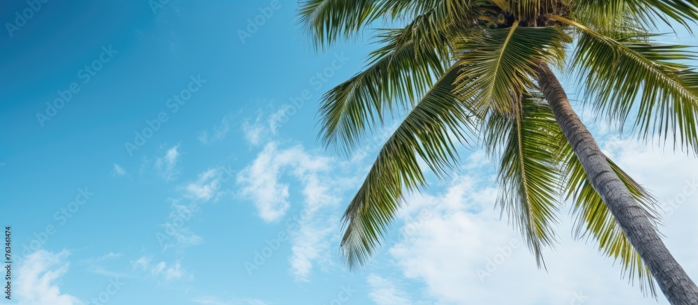 Sticker A palm tree by the beach under clear blue skies