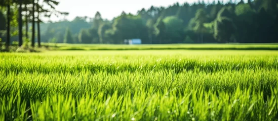 Gordijnen Field of grass and trees with green rice field © Ilgun