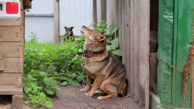 Dog scratching his back diligently.Dog suffering from flea bites.Concept of protecting dogs from parasites.