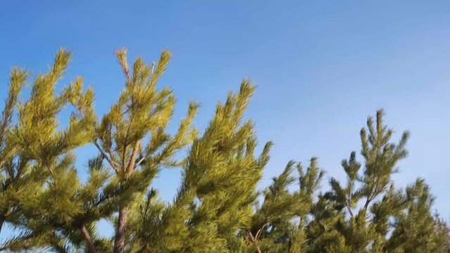 pine branches swaying in the wind