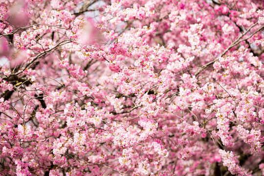 Closeup of Cherry Blossom Tree Bloom in a Park showing the beginning of the springtime