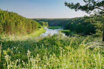 Sun-Kissed Riverbank Embraced by Green Branches