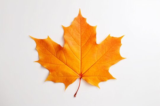 a yellow leaf on a white background
