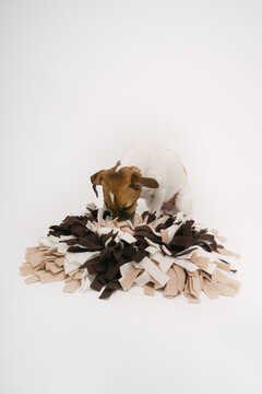 Dog using snuffle mat searching for food treats. dog puzzle. Studio shot. Curios small pet Jack Russell terrier