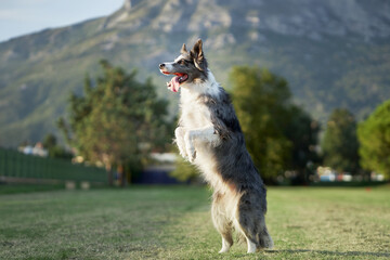 A Border Collie dog sits up on its haunches in a park, mountains adorning the horizon. The joyful demeanor and upward gaze echo the thrill of outdoor adventure - 763466213