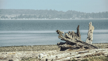 Driftwood on the beach