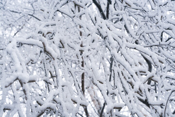 branches covered with rime