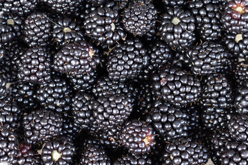 ripe black blackberries in a white plate on a wooden background . View from above. Copy space.Berry background