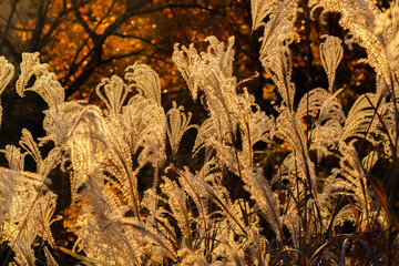 Backlit ornamental miscanthus or silvergrass turn gold at sunset - 763466639